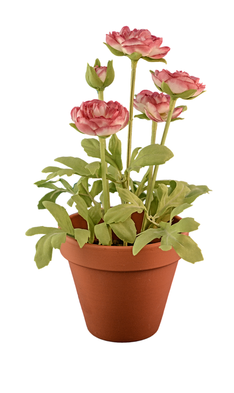 transparent, transparent background, plant pot, fake, decorative, iphone wallpaper, plant pot, plant pot, plant pot, plant pot, plant pot